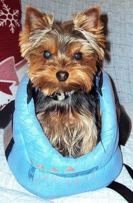 Nabízím ke krytí yorkšírského teriéra